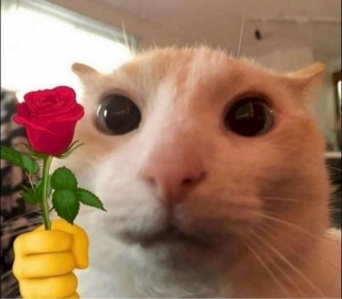 Meo cam bong hoa